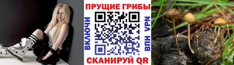 Псилоцибиновые грибы Psilocybe  Купить закладки  Ипатово 